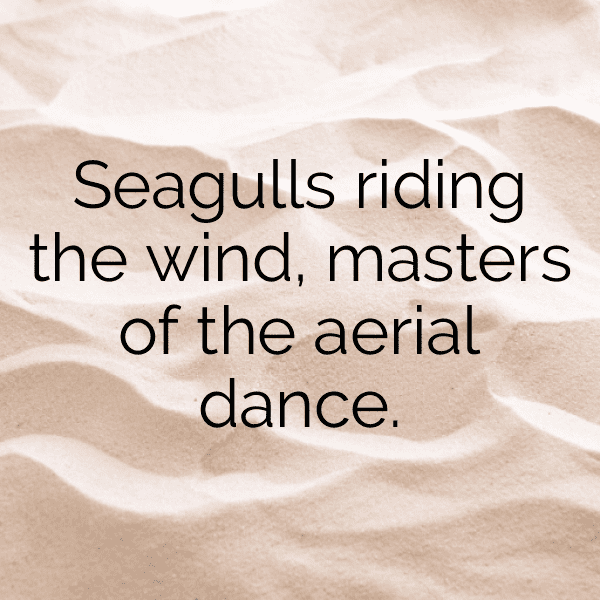 Seagull Captions Image For Instagram-zjTtGU