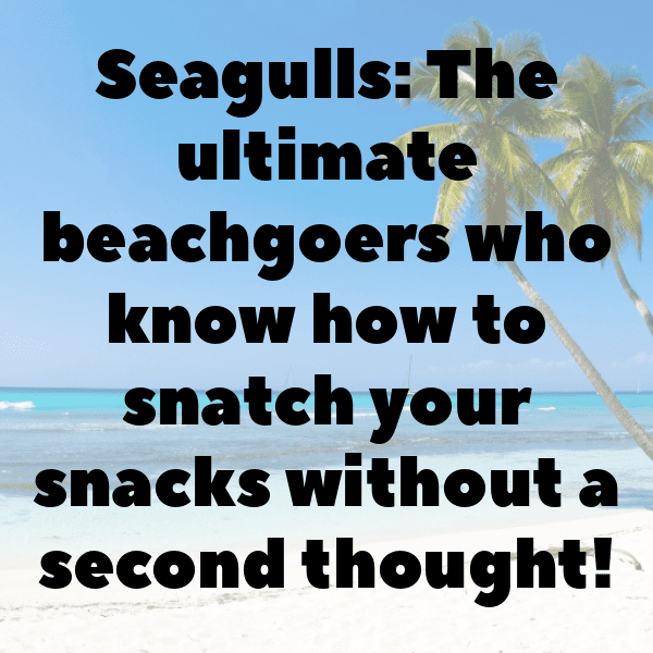 Seagull Captions Photo For Instagram-E5rVaY