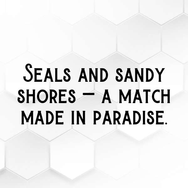 263+ Seal Captions For Instagram (Short, Trending & Viral) 11 Seal Captions Image For Instagram-ZnTw5d