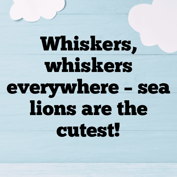 278+ Sealion Captions For Instagram (Short, Trending & Viral) 8 Sealion Captions Image For Instagram-8mUMo4