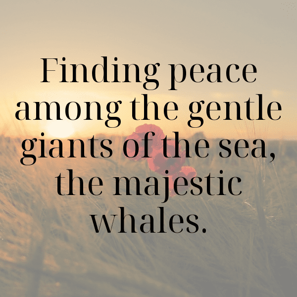 278+ Sealion Captions For Instagram (Short, Trending & Viral) 7 Sealion Captions Image For Instagram-o8fJvR