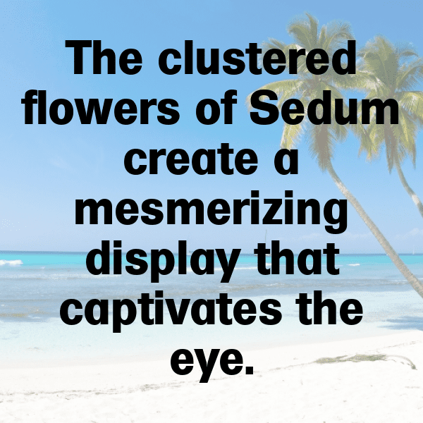 Sedum Captions Photo For Instagram-miFAYD