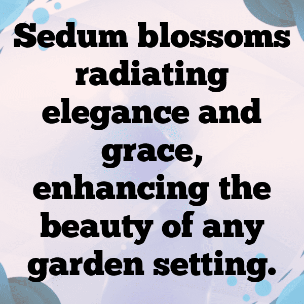 Sedum Captions Photo For Instagram-USgmod