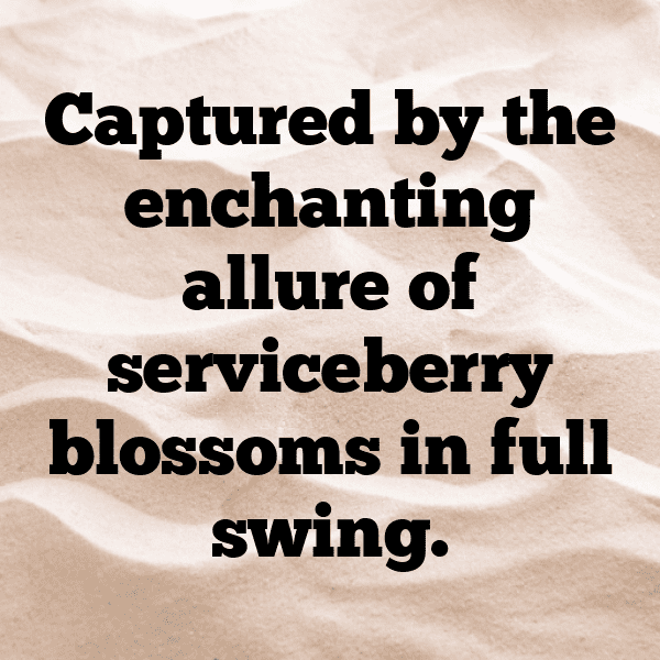 Serviceberry Captions Image For Instagram-Xiqkpl