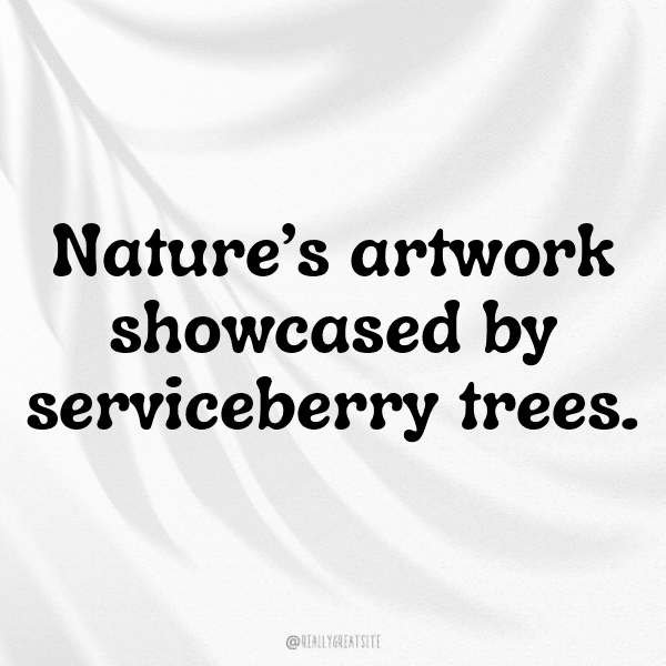 Serviceberry Captions Photo For Instagram-zJV1CO