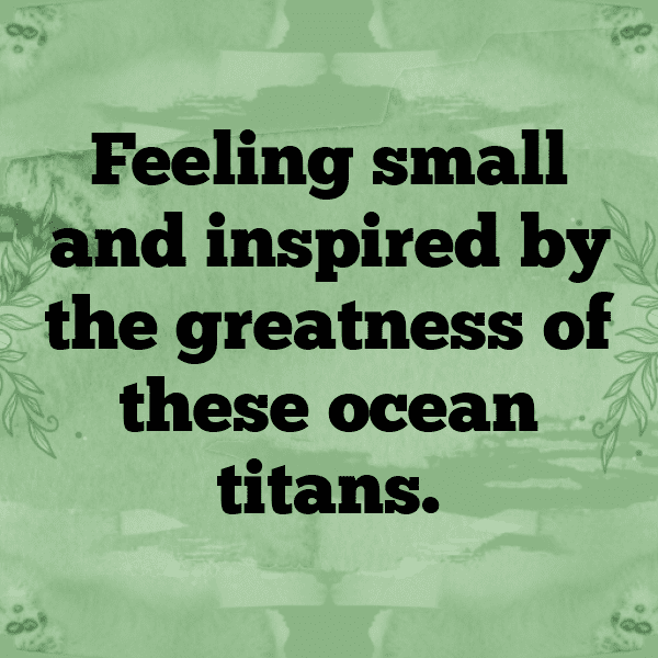 296+ Shark Captions For Instagram In 2025 7 Shark Captions Image For Instagram-k1pVOZ