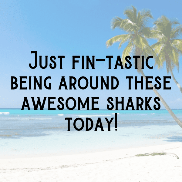 296+ Shark Captions For Instagram In 2025 12 Shark Captions Image For Instagram-SFT5xb