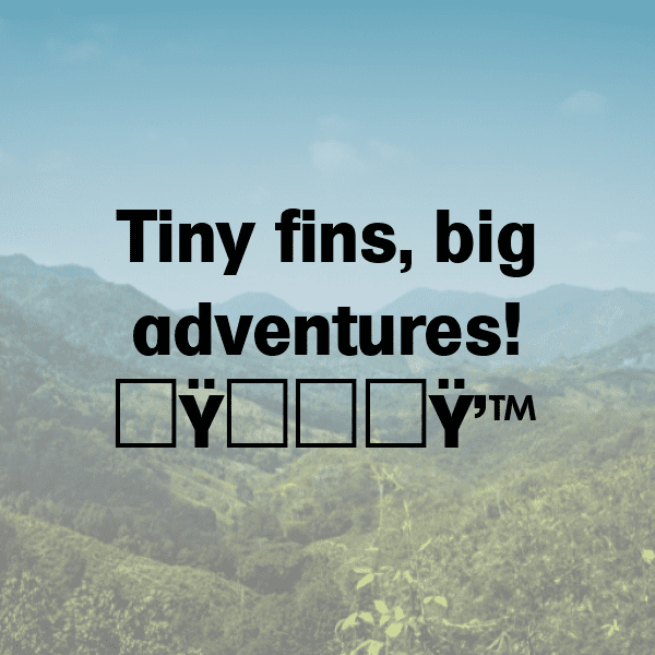 296+ Shark Captions For Instagram In 2025 9 Shark Captions Photo For Instagram-zSb2Fa