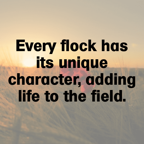 Sheep Captions Image For Instagram-pVWv8w