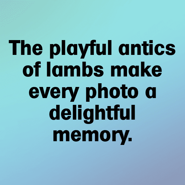 Sheep Captions Image For Instagram-xVYhoo