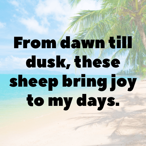 Sheep Captions Photo For Instagram-GarAtG