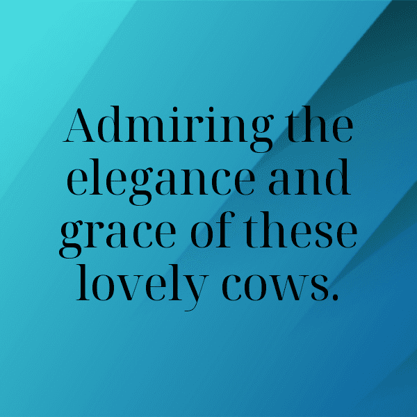 Sheep Captions Photo For Instagram-iLQpVG