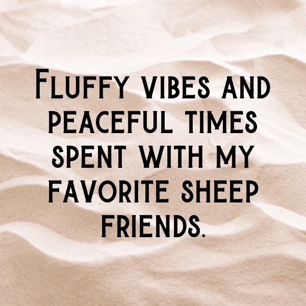 Sheep Captions Photo For Instagram-NF4hYc