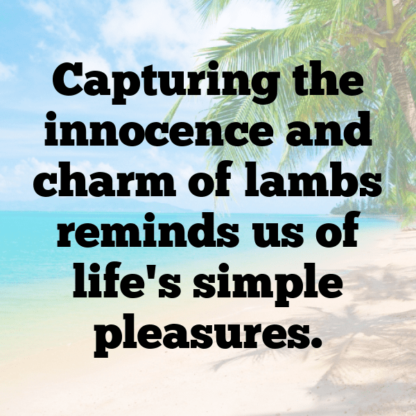 Sheep Captions Photo For Instagram-yXwYhU