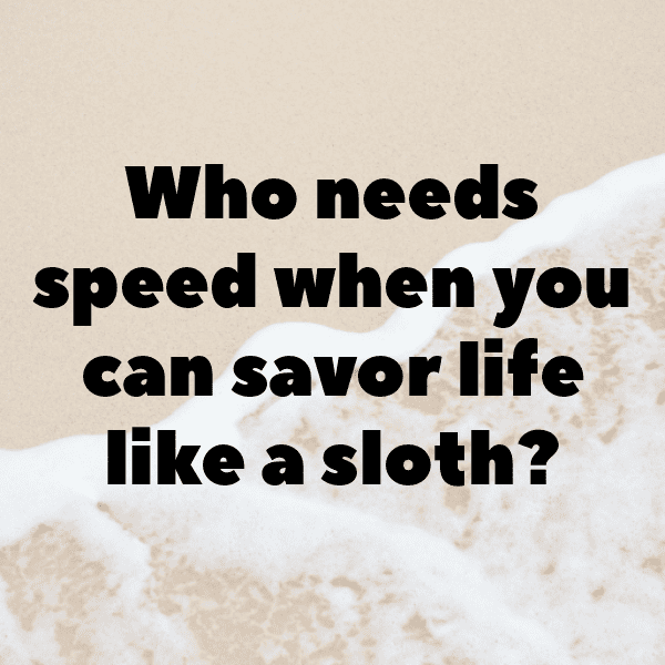 261+ Sloth Captions For Instagram (Short, Trending & Viral) 3 Sloth Captions Image For Instagram-zOQBJD