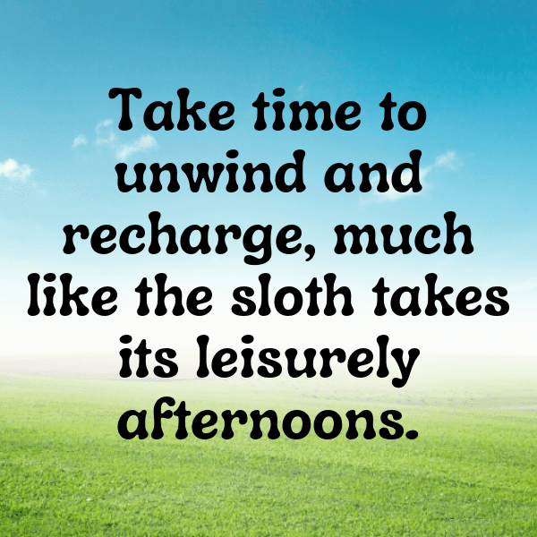 261+ Sloth Captions For Instagram (Short, Trending & Viral) 4 Sloth Captions Photo For Instagram-luNeXS