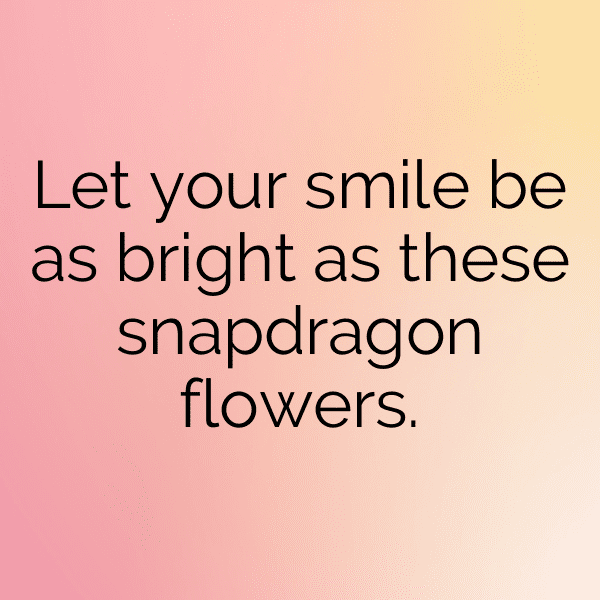 Snapdragon Captions Image For Instagram-6Q2cX6