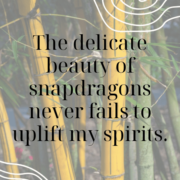 Snapdragon Captions Photo For Instagram-8uSNsc