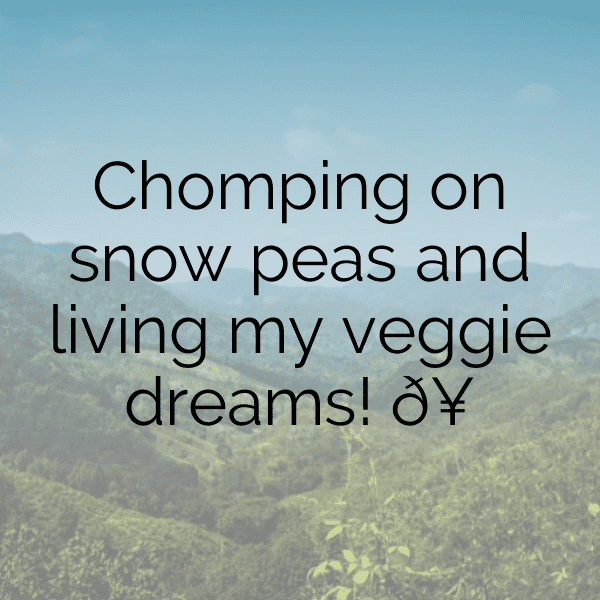 Snow Pea Captions Image For Instagram-9YvFpm