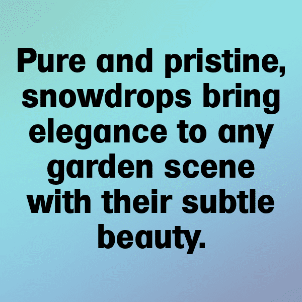 261+ Snowdrop Captions For Instagram In 2025 12 Snowdrop Captions Image For Instagram-oVZRDk