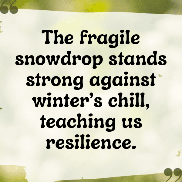 261+ Snowdrop Captions For Instagram In 2025 8 Snowdrop Captions Photo For Instagram-bfiyt5