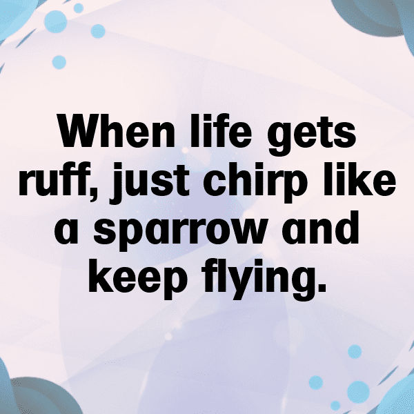 295+ Sparrow Captions For Instagram (Fresh & Trendy) 8 Sparrow Captions Photo For Instagram-3NARWV