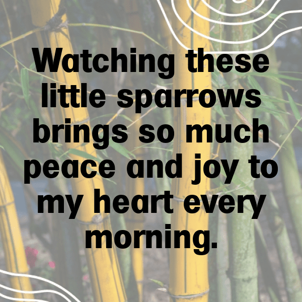 295+ Sparrow Captions For Instagram (Fresh & Trendy) 6 Sparrow Captions Photo For Instagram-BAb8M1