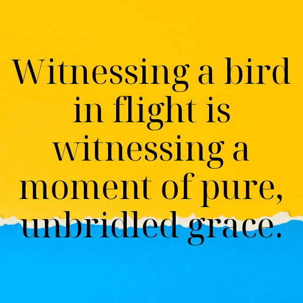 295+ Sparrow Captions For Instagram (Fresh & Trendy) 5 Sparrow Captions Photo For Instagram-GGKxMH