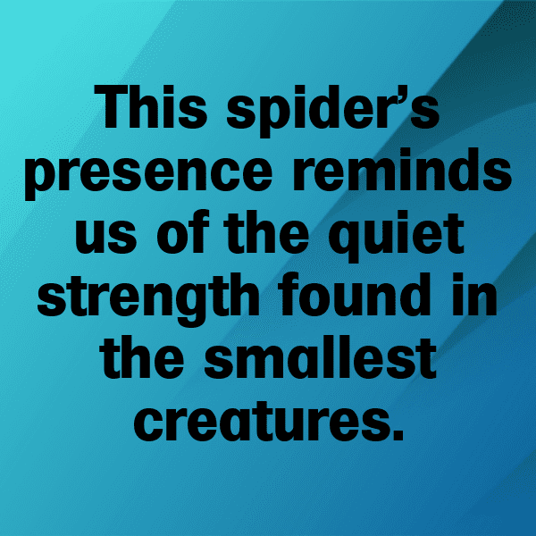 227+ Spider Captions For Instagram (Fresh & Trendy) 9 Spider Captions Image For Instagram-7IB2QJ