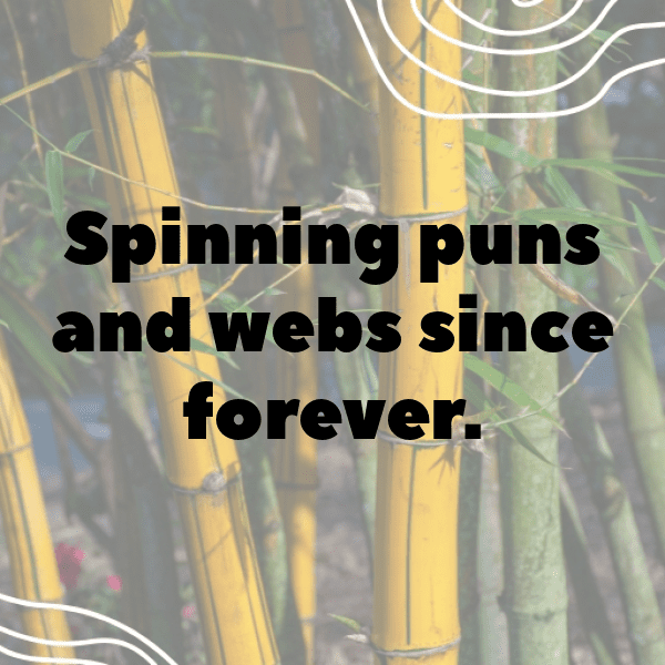 227+ Spider Captions For Instagram (Fresh & Trendy) 11 Spider Captions Photo For Instagram-kZw9lq