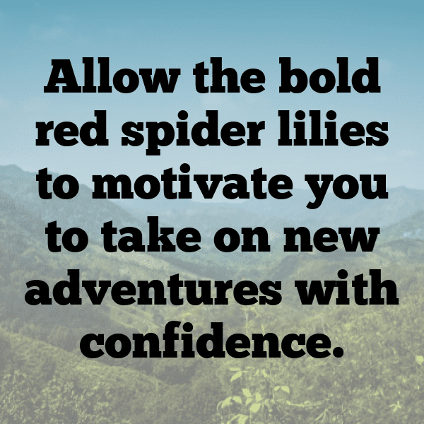 330+ Spider Lily Captions For Instagram In 2025 3 Spider Lily Captions Image For Instagram-wqTLdo