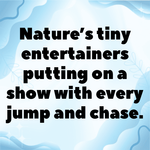 Squirrel Captions Image For Instagram-pGyBun