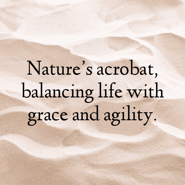 Squirrel Captions Image For Instagram-vFJRX2