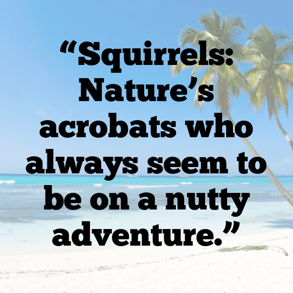 Squirrel Captions Photo For Instagram-PMa0w7