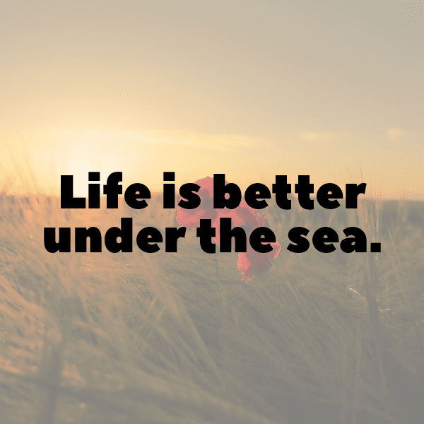 199+ Starfish Captions For Instagram (Fresh & Trendy) 15 Starfish Captions Photo For Instagram-eD5AMT