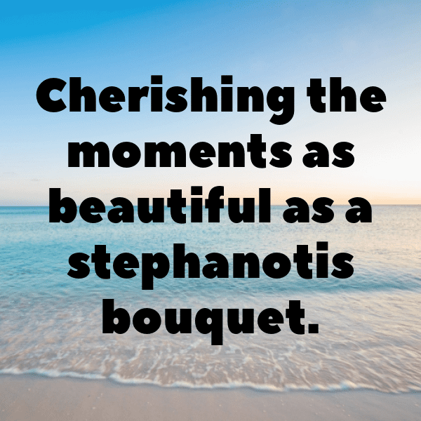 Stephanotis Captions Image For Instagram-gpMhpq