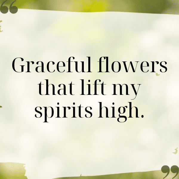 Stephanotis Captions Image For Instagram-H1A0Gh