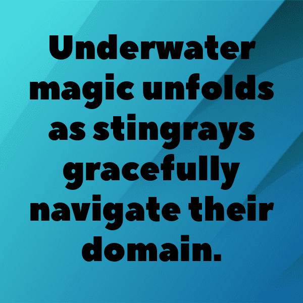 Stingray Captions Photo For Instagram-UrtdcF