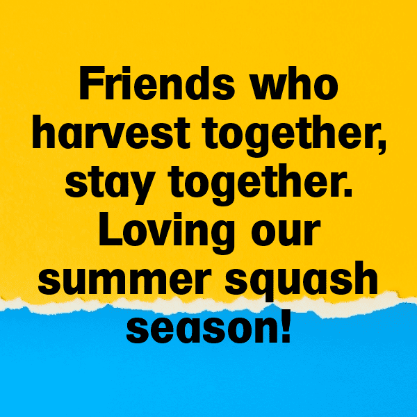 251+ Summer Squash Captions For Instagram In 2025 6 Summer Squash Captions Photo For Instagram-Sgqlxg
