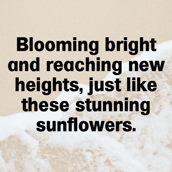 Sunflower Captions Image For Instagram-0PuhZi