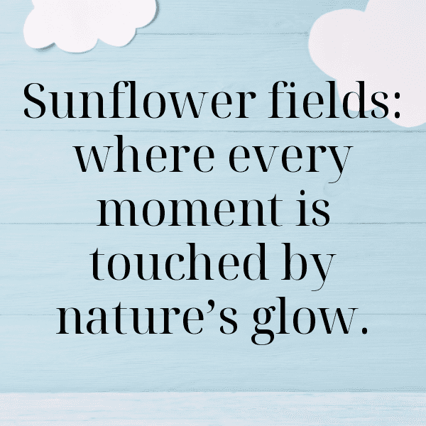 Sunflower Captions Image For Instagram-b5aVBK