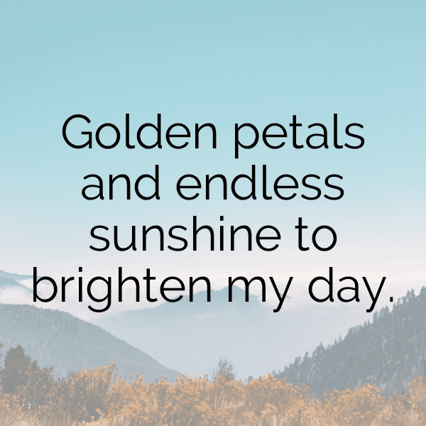 Sunflower Captions Image For Instagram-fvINzs