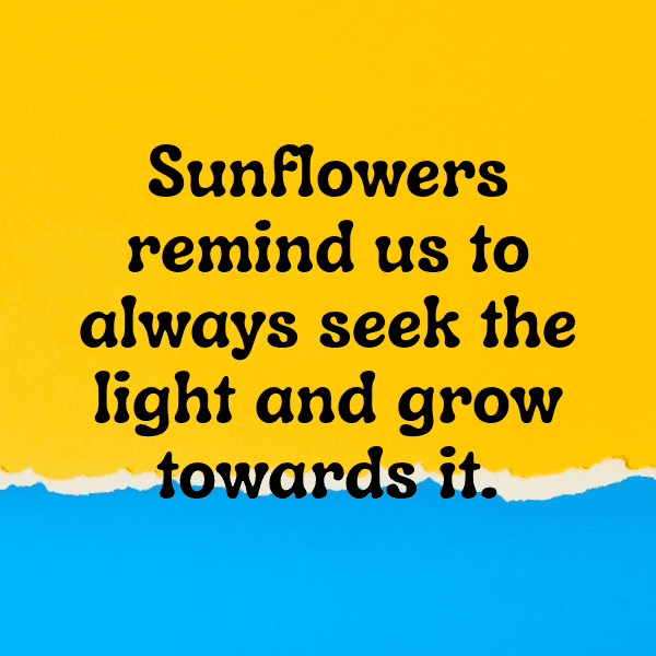 Sunflower Captions Photo For Instagram-jyKeMb
