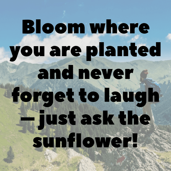 Sunflower Captions Photo For Instagram-L8winP