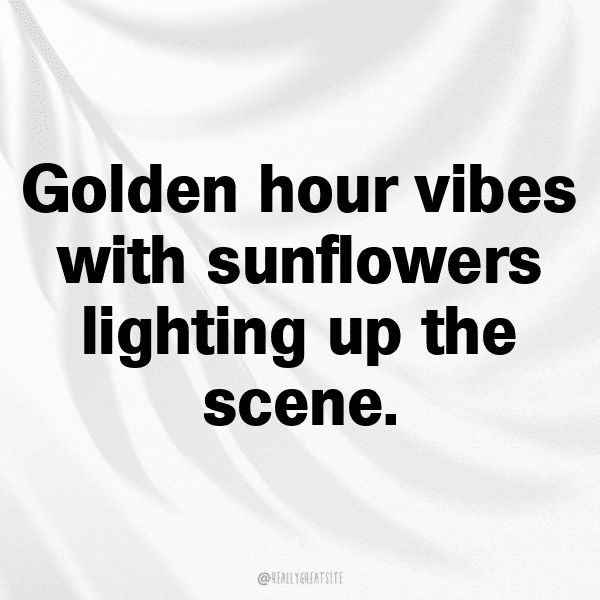 Sunflower Captions Photo For Instagram-x19sFC