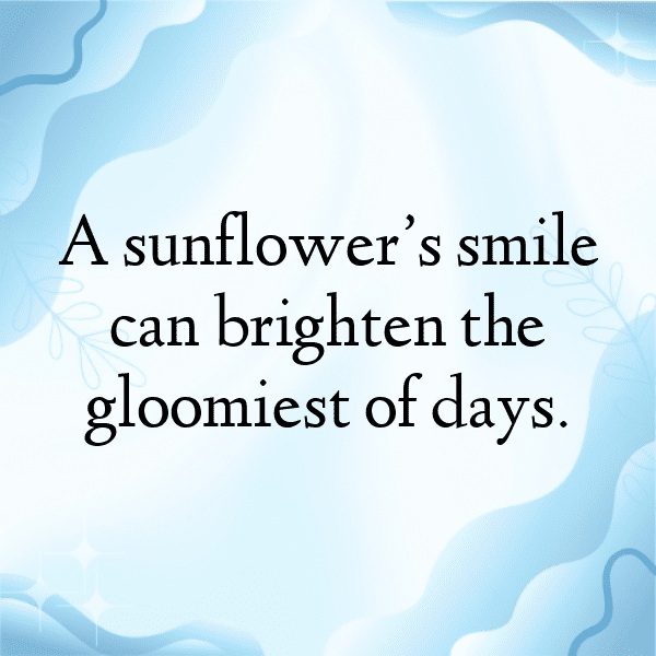 Sunflower Captions Photo For Instagram-ZPK4v8