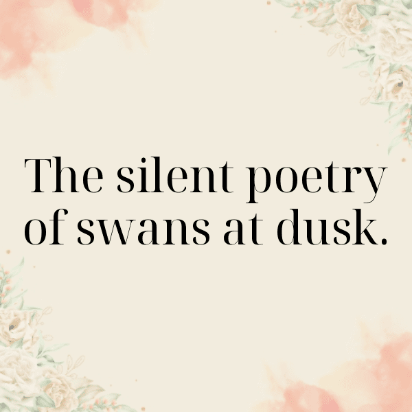 279+ Swan Captions For Instagram In 2025 7 Swan Captions Image For Instagram-2HGy36