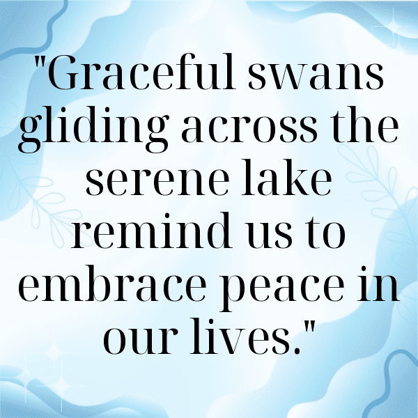 279+ Swan Captions For Instagram In 2025 16 Swan Captions Image For Instagram-guqjWA