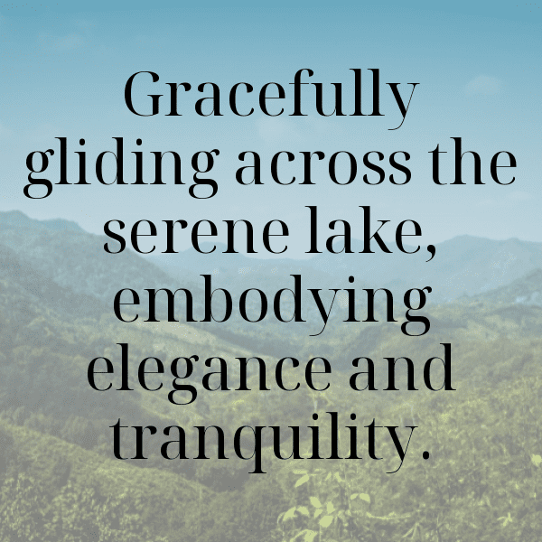 279+ Swan Captions For Instagram In 2025 14 Swan Captions Photo For Instagram-TdtAOw