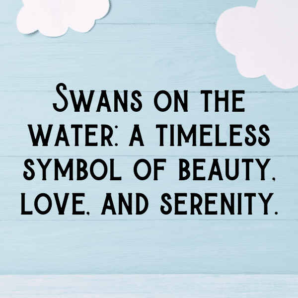 279+ Swan Captions For Instagram In 2025 4 Swan Captions Photo For Instagram-Vtw8qE